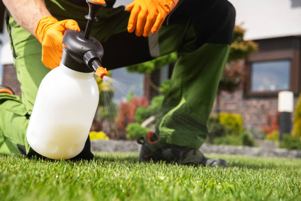 Best Termite Control Services  in Aviston, IL