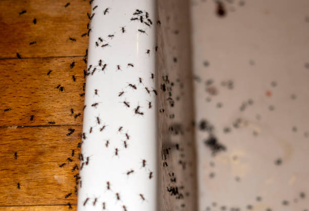 Best Pest Removal Services  in Aviston, IL