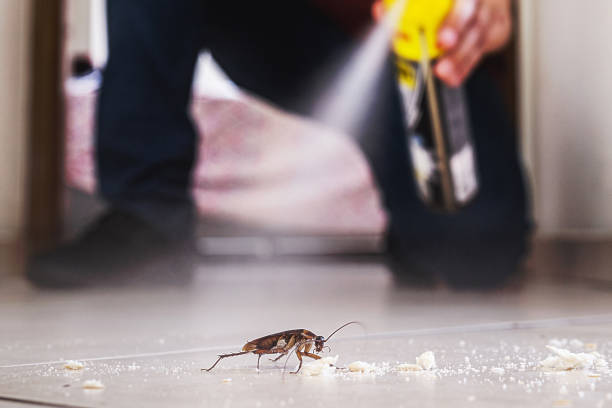 Best Mosquito Control Services  in Aviston, IL