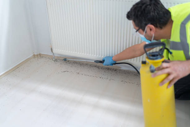 Best Insect Control  in Aviston, IL